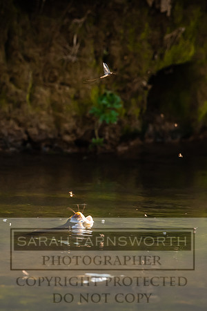 Mayfly Hatch and Brown Trout 2020-45