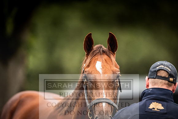 Goffs Orby 2022 Day 1-28
