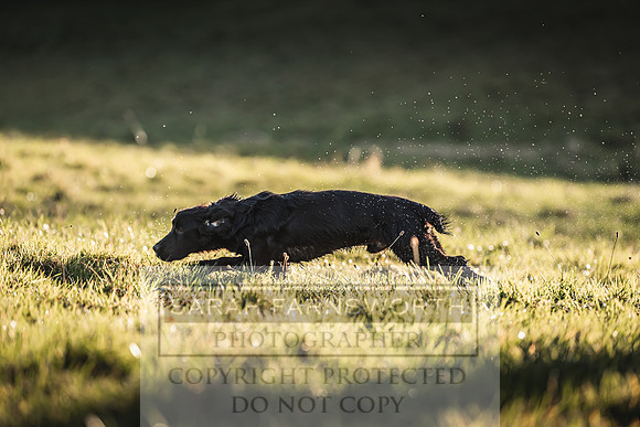 Avonmeadow Stud Dogs-70