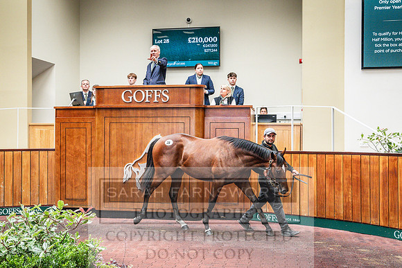 Goffs UK PY24-101