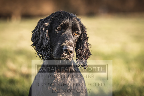 Avonmeadow Stud Dogs-120