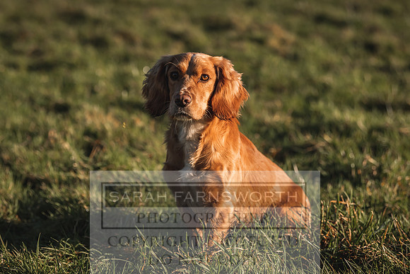 Avonmeadow Stud Dogs-26