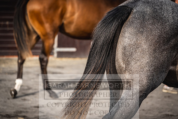 Goffs UK PY24-361
