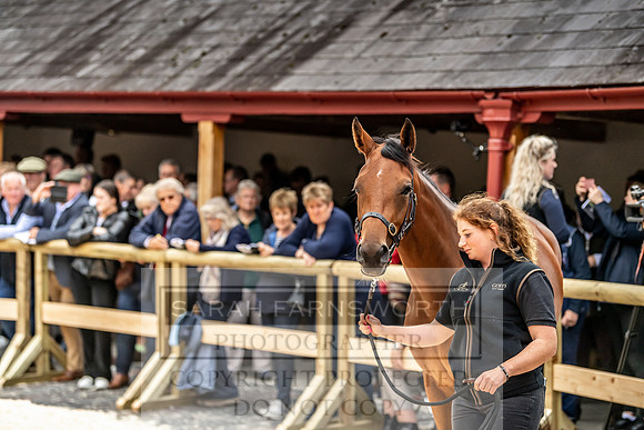 GUK Yorton Sale 2019-290