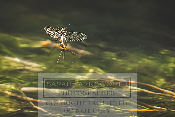 Mayfly Hatch and Brown Trout 2020-35