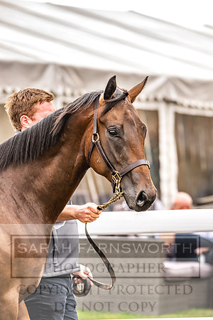 Goffs UK PY24-558