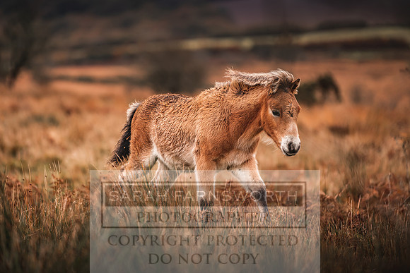 Exmoor Autumn 2020-41