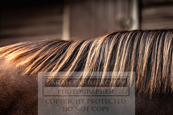 Goffs UK PY24-355