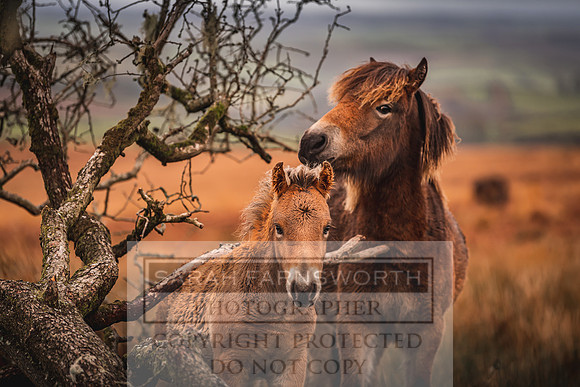Exmoor Autumn 2020-44