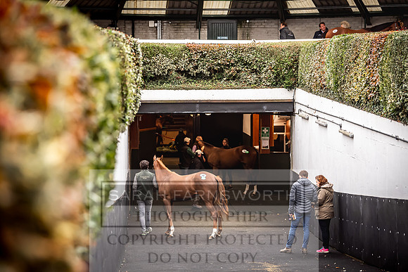 Goffs Orby 2022 Day 1-88