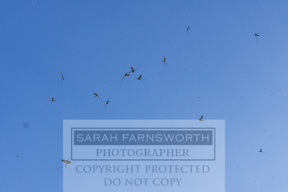 Mayfly Hatch and Brown Trout 2020-21