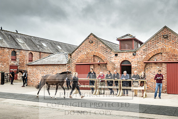 GUK Yorton Sale 2019-169
