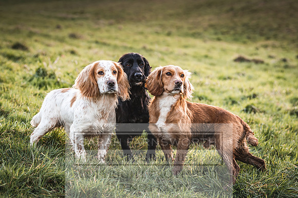 Avonmeadow Stud Dogs-127