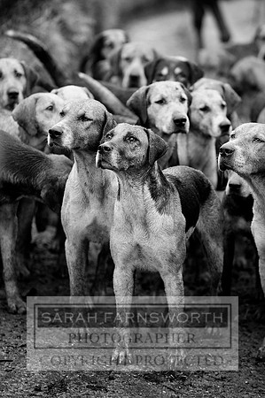 TFH 291212 158 bw