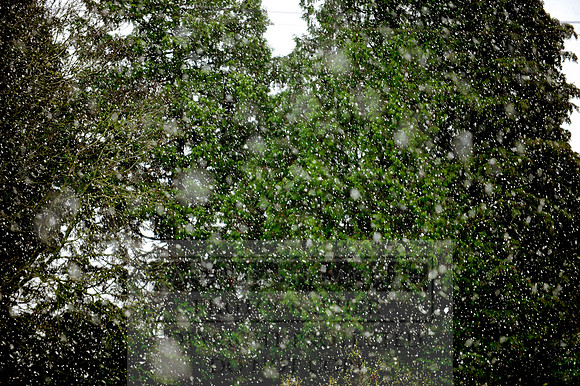 Autumn Snow 007