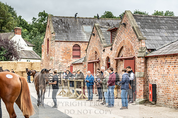 GUK Yorton Sale 2019-187