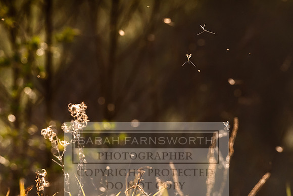 Mayfly Hatch and Brown Trout 2020-65