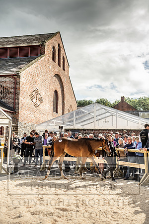 GUK Yorton Sale 2019-394