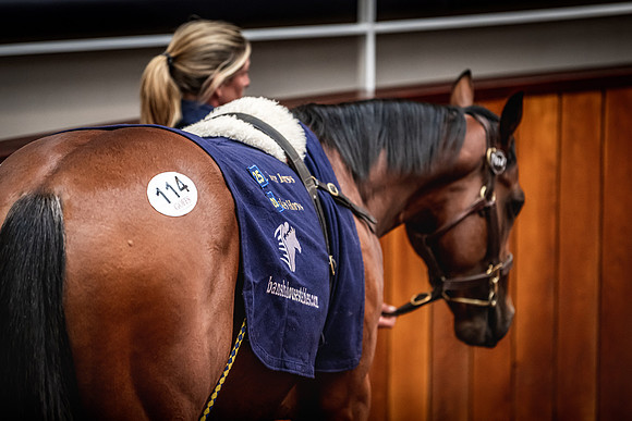 Goffs UK Breeze Up 2022-295