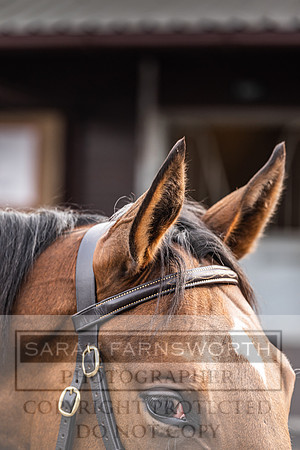 Goffs UK PY24-363