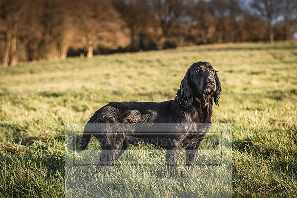 Avonmeadow Stud Dogs-107