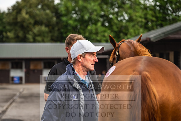 Goffs UK PY24-364