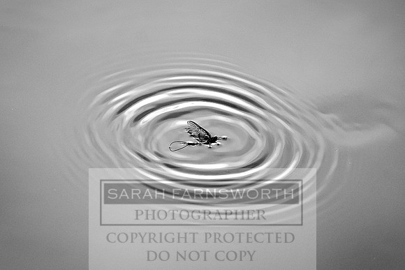 Mayfly Hatch and Brown Trout 2020-77
