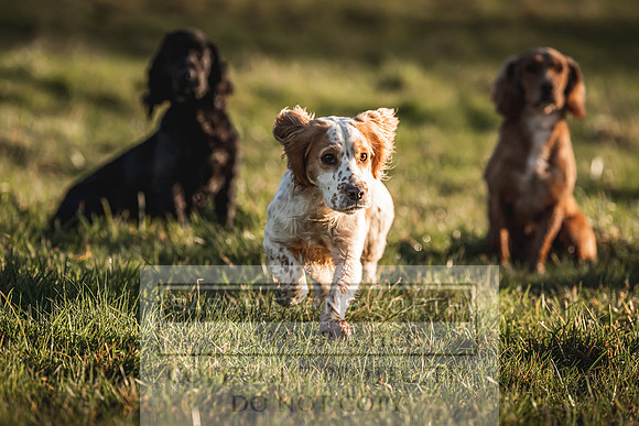 Avonmeadow Stud Dogs-83