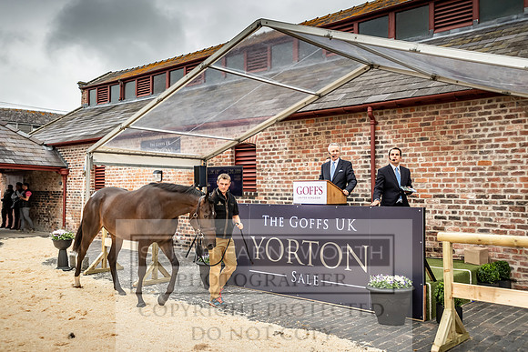 GUK Yorton Sale 2019-322
