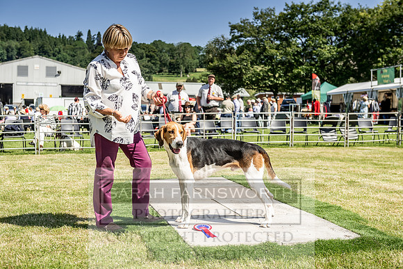 Builth Hound Show 2019-51