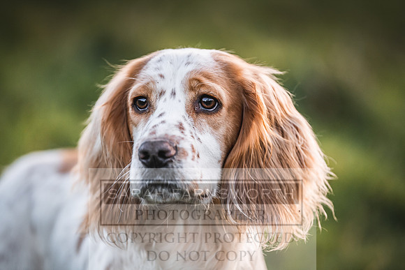 Avonmeadow Stud Dogs-142