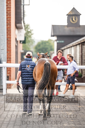 Goffs UK PY24-567