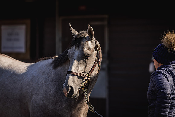 Goffs UK Breeze Up 2022-91
