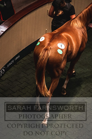 Goffs Orby 2022 Day 1-69
