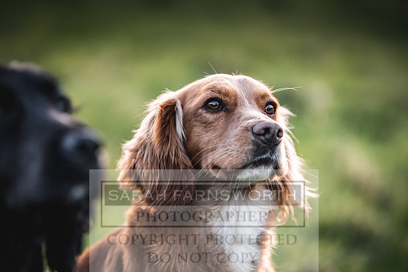 Avonmeadow Stud Dogs-137