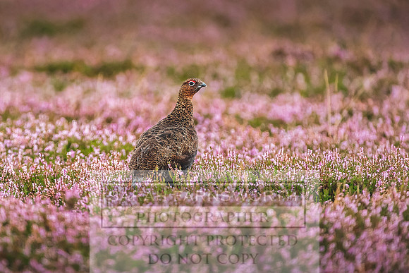 Red Grouse-21