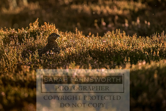 Grouse in Teesdale-43