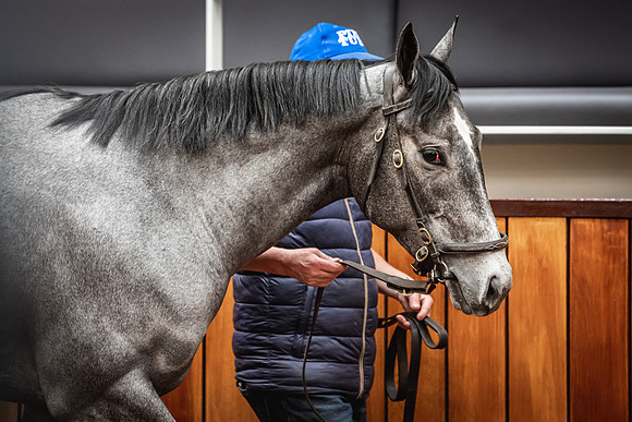 Goffs UK Breeze Up 2022-343