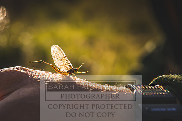 Mayfly Hatch and Brown Trout 2020-59