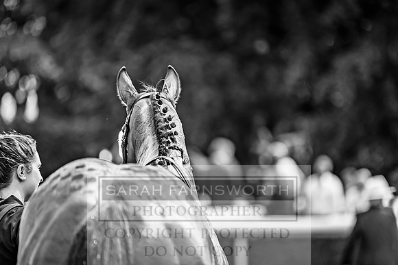 GUK Goodwood Sale 2019-119