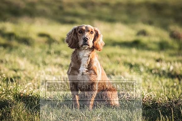 Avonmeadow Stud Dogs-95