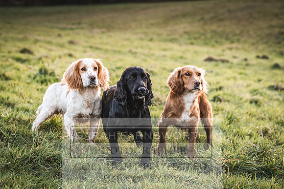 Avonmeadow Stud Dogs-132