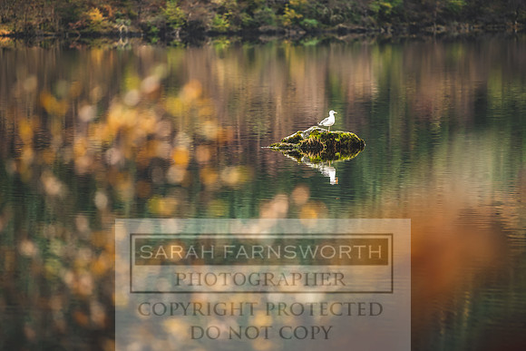 Loch Eck October 2019-5