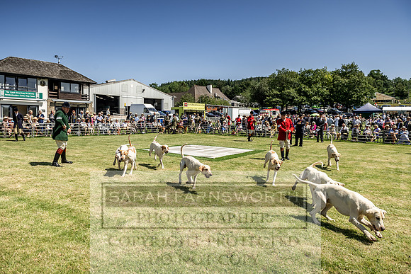 Builth Hound Show 2019-90