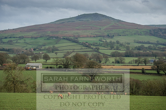 Ludlow 261215-459