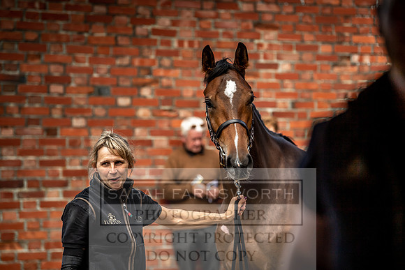 GUK Yorton Sale 2019-370