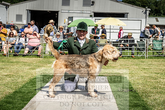 Builth Hound Show 2019-94