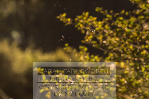 Mayfly Hatch and Brown Trout 2020-70