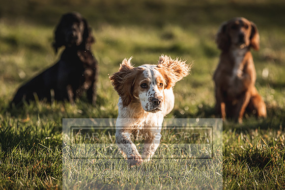 Avonmeadow Stud Dogs-85