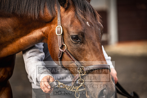 Goffs UK PY24-14